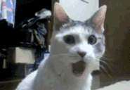 Cat Surprised 